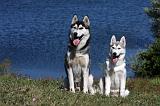 SIBERIAN HUSKY 524